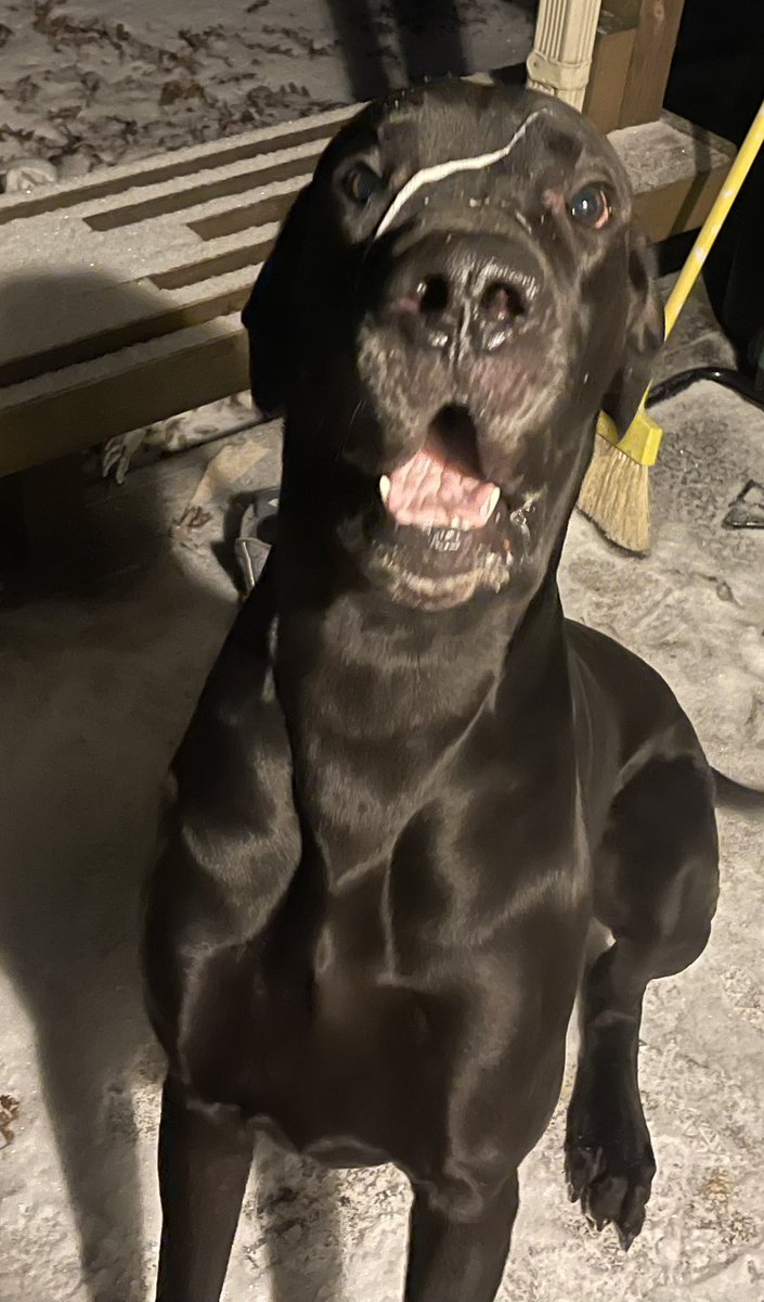 Hanker_Doo's tweet photo. Hello! What? There’s something on my face? https://t.co/ByMZChTiyU