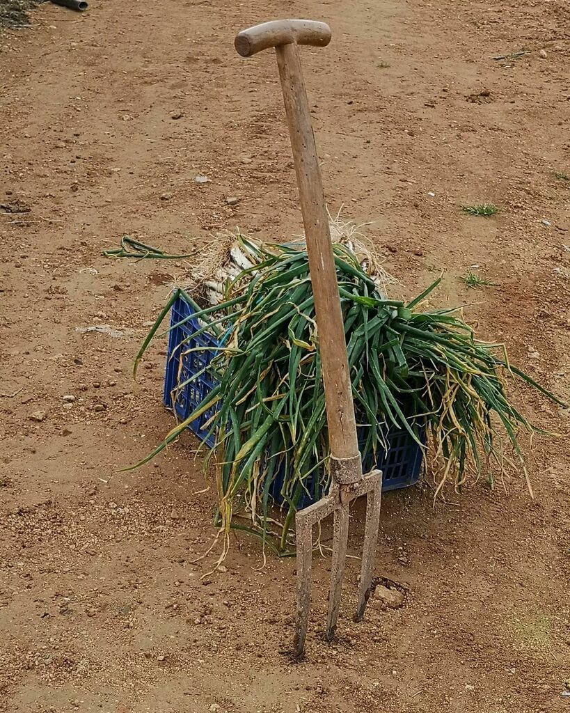 Herramienta con historia, y muchas historias para explicar.
.
.
.
#calçotsexperience #temporadadecalçots #calçotada #calçotadasconamigos #foodiecalçots #foodiecalçotada #productosdeinvierno #cataloniafoodexperience #calsotsadomicilio #calçotsadomicilio