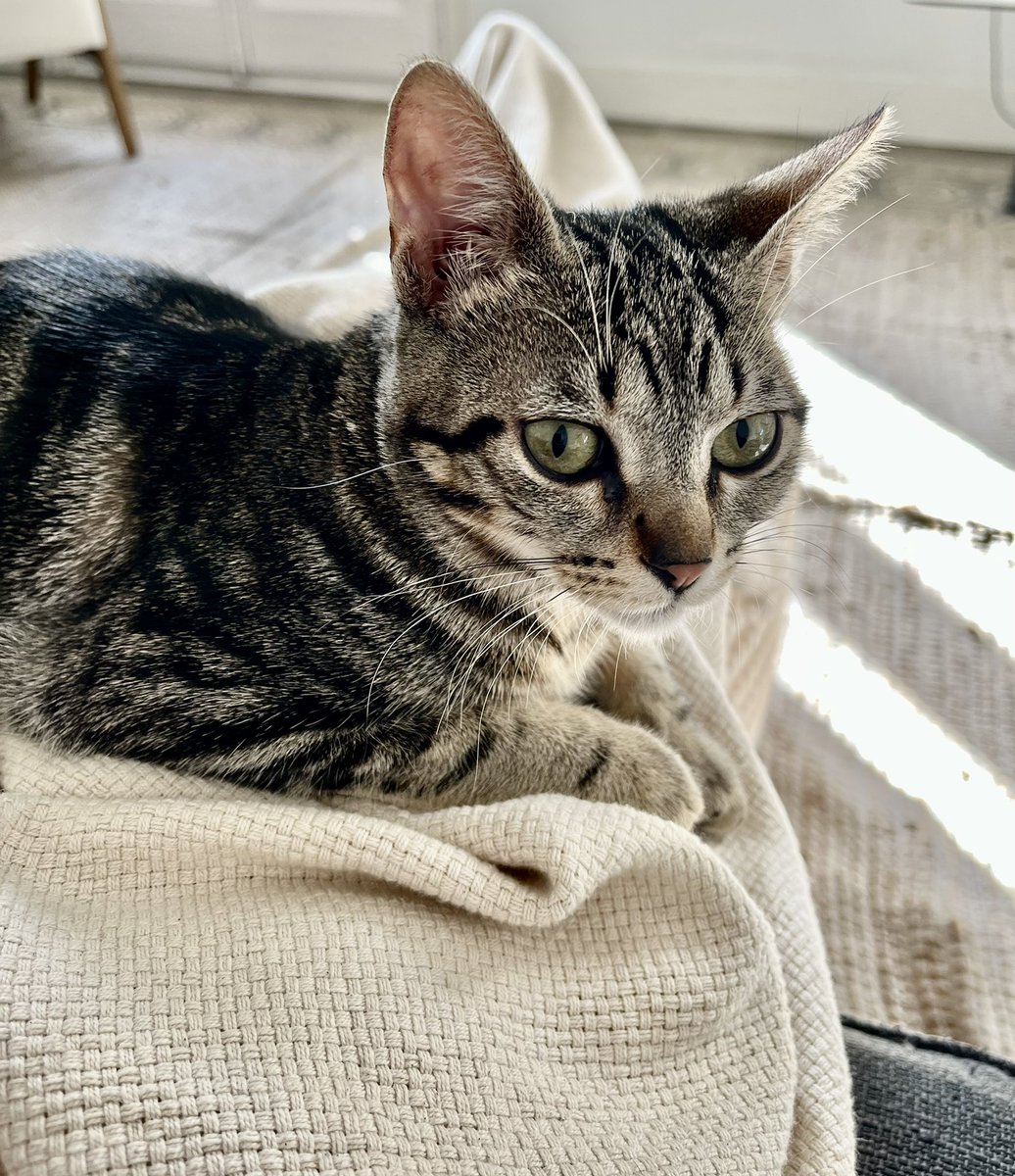 A few months ago we adopted this beauty and became one of the inspirations for Moustache. Go to our discord to see how Moustache plans to give back to animal non profit organizations. discord.gg/evtfAjRe.           #nft #nftart #NFTs #NFTCommunity