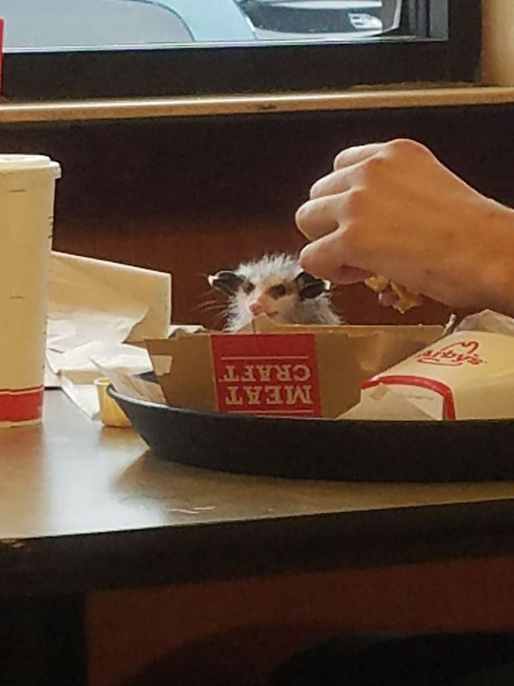 PossumEveryHour's tweet image. 