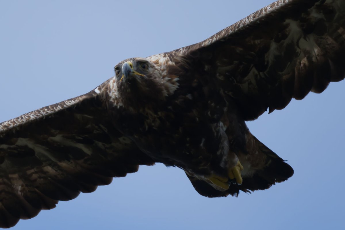 Nature_Scotland's tweet photo. JOIN OUR TEAM ON THE ISLE OF #MULL 👇

We are excited to be hiring a seasonal Naturalist again to help deliver our wildlife experiences on the island this year (April - Oct). Please see the link below...

https://t.co/ea10YxlRR9

#EcoTourism #IsleofMull #NatureBasedJobs https://t.co/FDYZ89hA6c