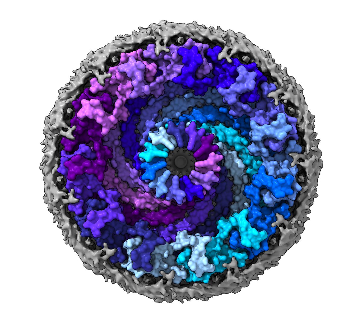 Mel Ohi (@mel_ohi_lab) on Twitter photo Presenting the cryo-EM structure of the Caveolin-1 complex -the building block of caveolae. Great collaboration with <a href="/AnneKenworthy1/">Anne Kenworthy</a> @Karakas_Lab <a href="/MeilerLab/">Jens Meiler Lab</a> <a href="/Mchaourablab/">Mchaourablab</a> Presenting the cryo-EM structure of the Caveolin-1 complex -the building block of caveolae. Great collaboration with <a href="/AnneKenworthy1/">Anne Kenworthy</a> @Karakas_Lab <a href="/MeilerLab/">Jens Meiler Lab</a> <a href="/Mchaourablab/">Mchaourablab</a>