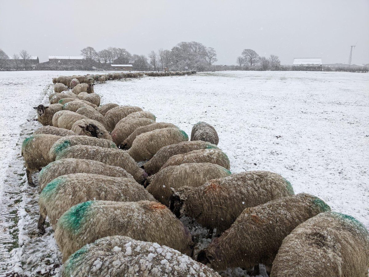 Mill House Farm Pods (@millhousepods) on Twitter photo A snowy scene this morning feeding the sheep <a href="/bashallbarn/">Bashall Barn</a> <a href="/dalehousebarn/">Dominique Ashford</a> <a href="/FarmRidgeway/">Farmer Helen</a> <a href="/Tipisrileygreen/">The Tipis At Riley Green</a> <a href="/wildboarpark/">Bowland Wild Boar Park</a> <a href="/hedgerowpods/">Hedgerow luxury Glamping</a> <a href="/Browsholme/">Browsholme Hall</a> <a href="/Xav_Anderson/">Xav Anderson - Clockwork City</a> <a href="/alpacafold/">Alpacafold</a> @ A snowy scene this morning feeding the sheep <a href="/bashallbarn/">Bashall Barn</a> <a href="/dalehousebarn/">Dominique Ashford</a> <a href="/FarmRidgeway/">Farmer Helen</a> <a href="/Tipisrileygreen/">The Tipis At Riley Green</a> <a href="/wildboarpark/">Bowland Wild Boar Park</a> <a href="/hedgerowpods/">Hedgerow luxury Glamping</a> <a href="/Browsholme/">Browsholme Hall</a> <a href="/Xav_Anderson/">Xav Anderson - Clockwork City</a> <a href="/alpacafold/">Alpacafold</a> @