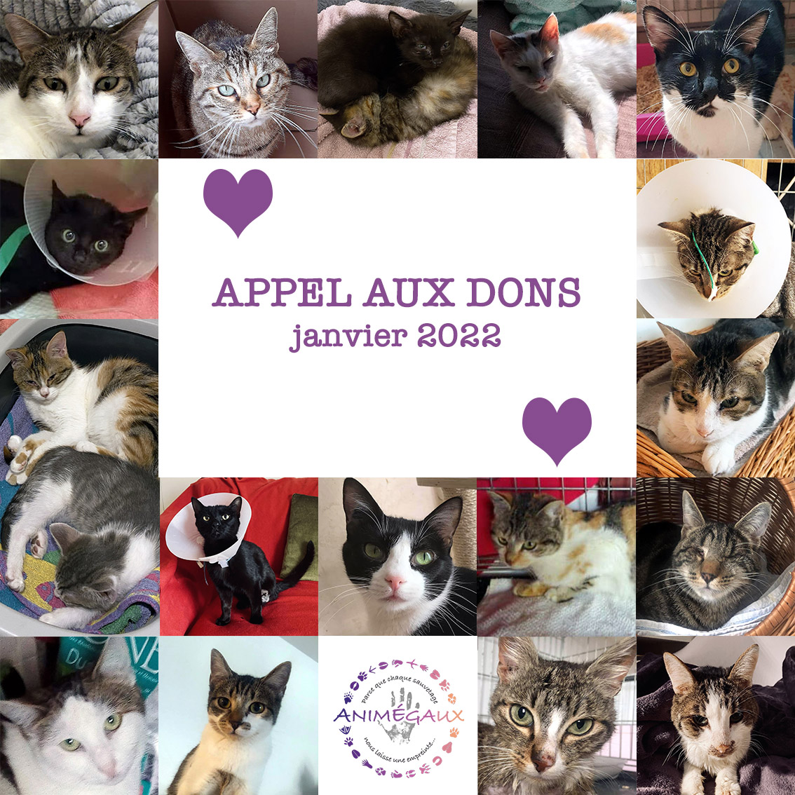 AnimEgaux's tweet photo. 💜 Appel aux dons 💜
Grâce à votre soutien et votre générosité, nous en sommes à 56% de la somme nécessaire 💜 Il reste donc 1760 euros a collecter Merci à tous ceux qui ont déjà participé, nous commençons à pouvoir souffler un peu 
[ Threads ] ⬇️ https://t.co/kYVf9nVrDn