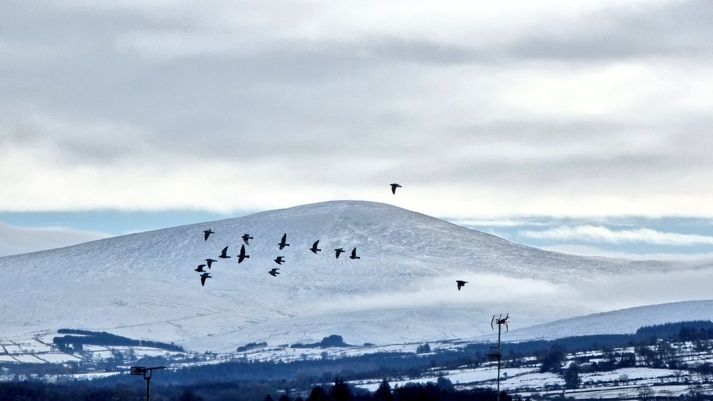 Slieve Sawal with the little flock of pigeons who fly around the neighbourhood ❤️ #thesperrinmountains 
#samsungs21ultra #phonephotography #birds #fjgarrettphotography 
@WeatherCee