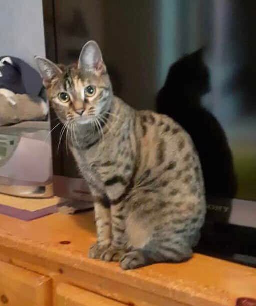 AnimEgaux's tweet photo. Vous et votre chat recherchez une compagne de jeu ?
Mirabelle est particulièrement douée dans ce domaine 🙂: elle appelle et vient chercher ses colocataires pour les séances de plumeau, de canne à pêche pour lesquelles elle est infatigable [ Threads ] ⬇️ #adoption #chat https://t.co/dgWQVSw871