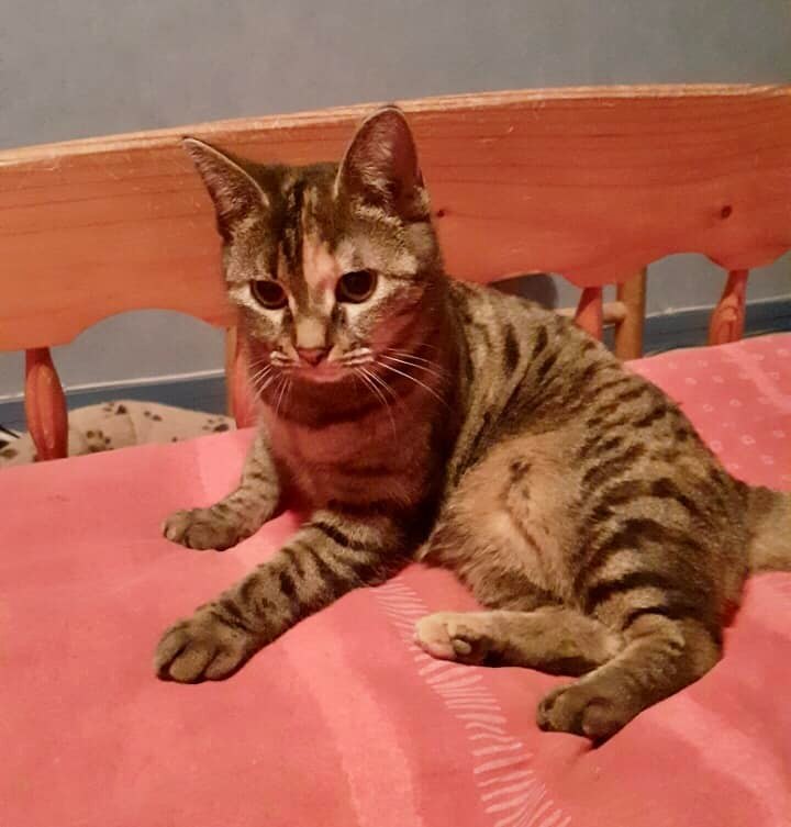 AnimEgaux's tweet photo. Vous et votre chat recherchez une compagne de jeu ?
Mirabelle est particulièrement douée dans ce domaine 🙂: elle appelle et vient chercher ses colocataires pour les séances de plumeau, de canne à pêche pour lesquelles elle est infatigable [ Threads ] ⬇️ #adoption #chat https://t.co/dgWQVSw871