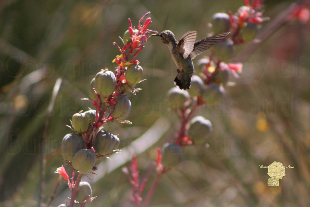 PamelaBaker67's tweet photo. https://t.co/xXi7Gk2VcQ @ButterflysAttic @ColleenCornelius #Hummingbird #RedYuccaTree #FineArtPhotography #SpringBlog https://t.co/f5pzROx2yl