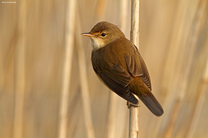 Great Reed Warbler resting