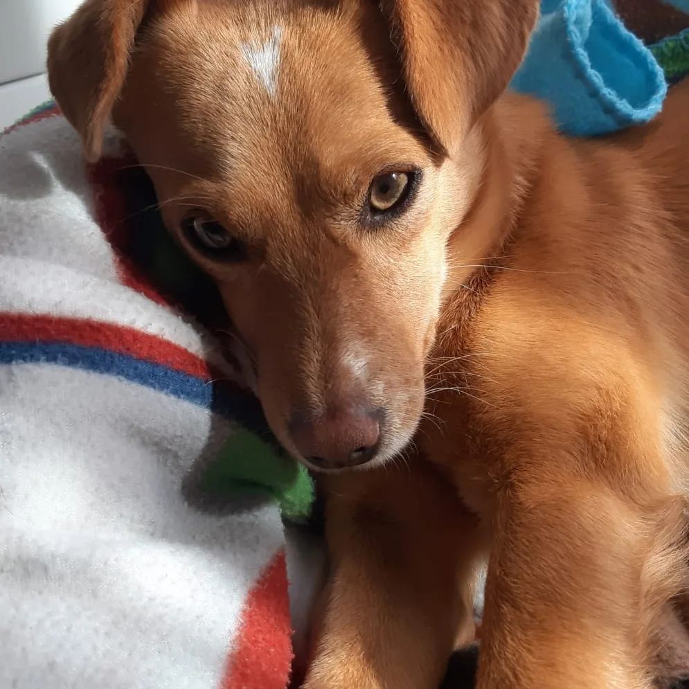 CarmCerv's tweet photo. Rescatada toda una familia de la calle, al papi le hemos llamado #LIBERTO y a la mami #VIDA, han criado a sus bebés, ya adoptados, en la calle... si quieres dar un hogar feliz a cualquiera de ellos...
✍️📧👇
adopcion.lasanimal@gmail.com https://t.co/jtALoRyX7m