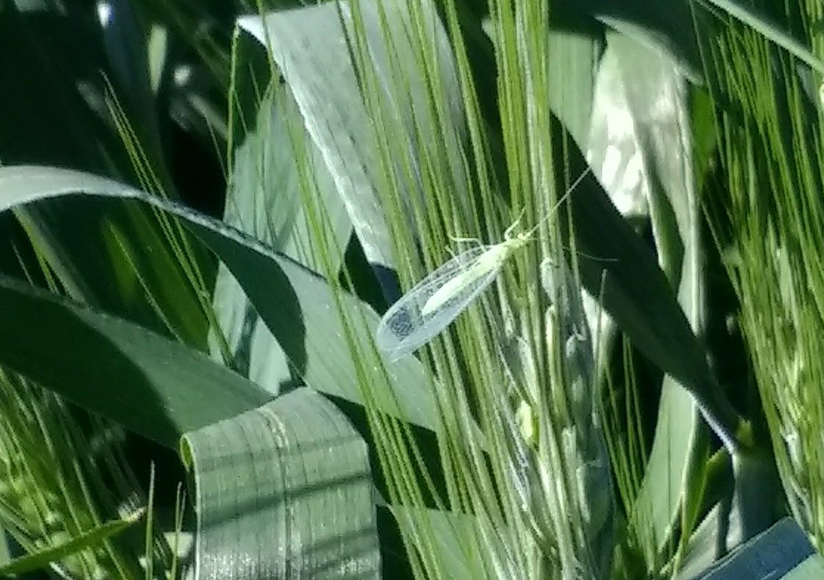 A la llegada del pulgón al cultivo de trigo, también arriban sus enemigos naturales. 

Depredadores como las lavar y adultos de las catarinas y las larvas de crisopas, son excelentes controladores de pulgones ...para una #AgriculturaRegenerativa

<a href="/CIMMYT/">CIMMYT</a>