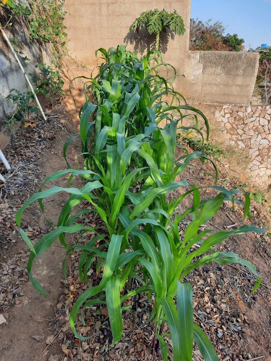 BiojetCompostaj's tweet photo. Así va este ensayo de maiz blanco Cariaco solo con Biocompost de Biojet https://t.co/eborCsn694