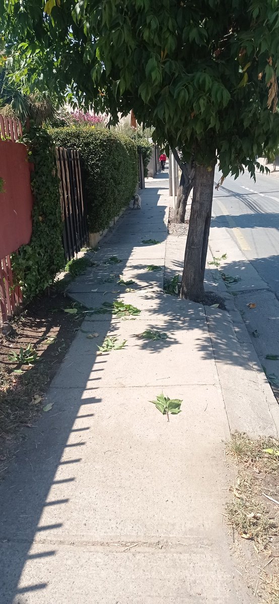WolfosForces's tweet photo. Hasta cuando las empresas de telecomunicaciones se les permite dejar la cagada cuando hacen instalaciones? Hoy @mundo_pacifico rompieron ramas de un árbol y dejaron cables colgando y basura. Amenazaron a mi viejo por pedirles que tuvieran cuidado. @subtel_chile @ReclamosSubtel https://t.co/4ZXKwYEKkK
