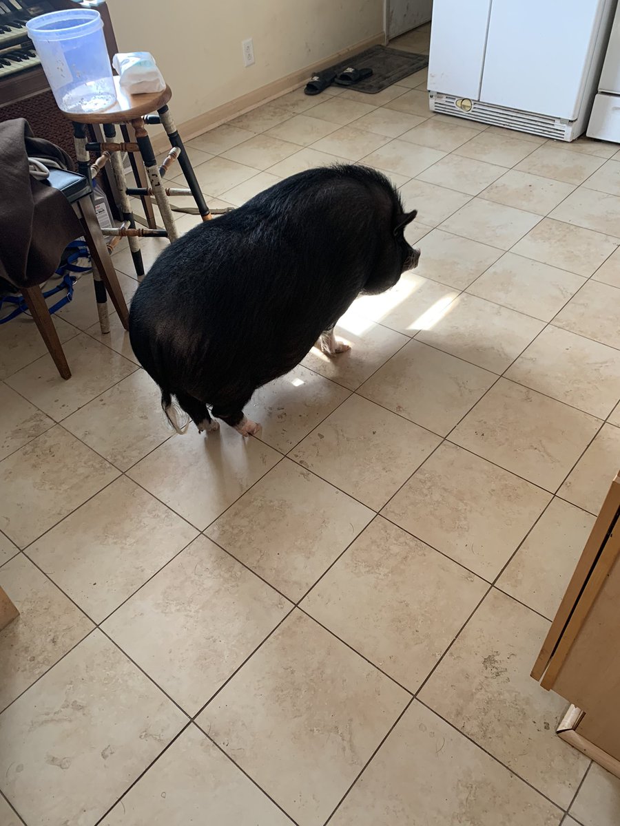 It's not uncommon at all to walk through the house and find Oliver quietly standing there, not moving at all, just thinking about life or some shit