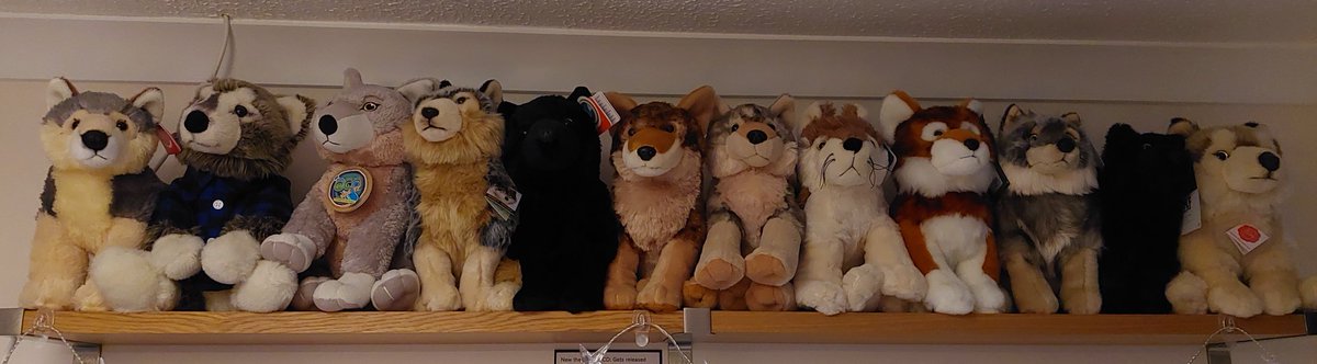 WolfPlushies's tweet image. Just finished some rearranging and dusting my ridiculous collection of Wolf plushies. I don&apos;t even know how I remember all their names but I do XD

#WolfPlush #PlushCollection