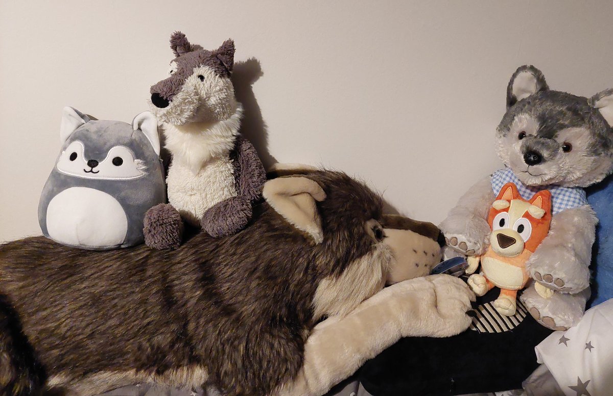 WolfPlushies's tweet image. Just finished some rearranging and dusting my ridiculous collection of Wolf plushies. I don&apos;t even know how I remember all their names but I do XD

#WolfPlush #PlushCollection