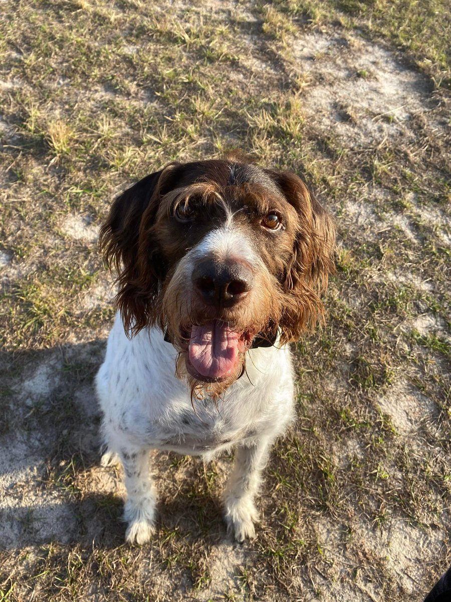 If we could see life the way a dog does.   Would me smile this much?   You’re not alone people (912)270-3726 <a href="/Fx3Inc/">🇺🇸 FX3 Inc. 🇺🇸</a> @power_lithium