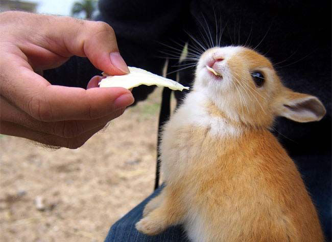 RabbitEveryHour's tweet image. 