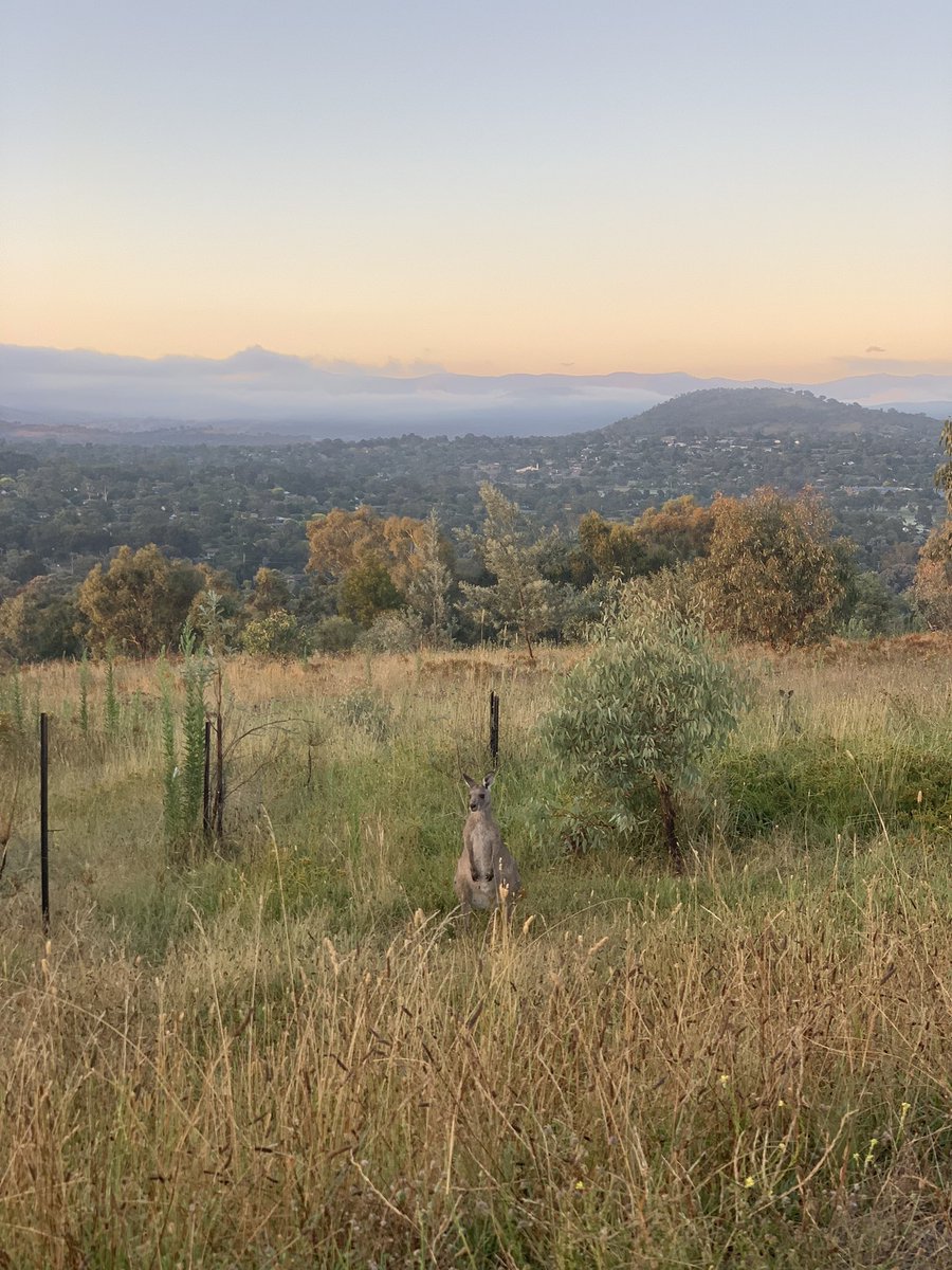 misseward's tweet photo. Canberra putting it on this morning ✨ https://t.co/62r5A4bENy