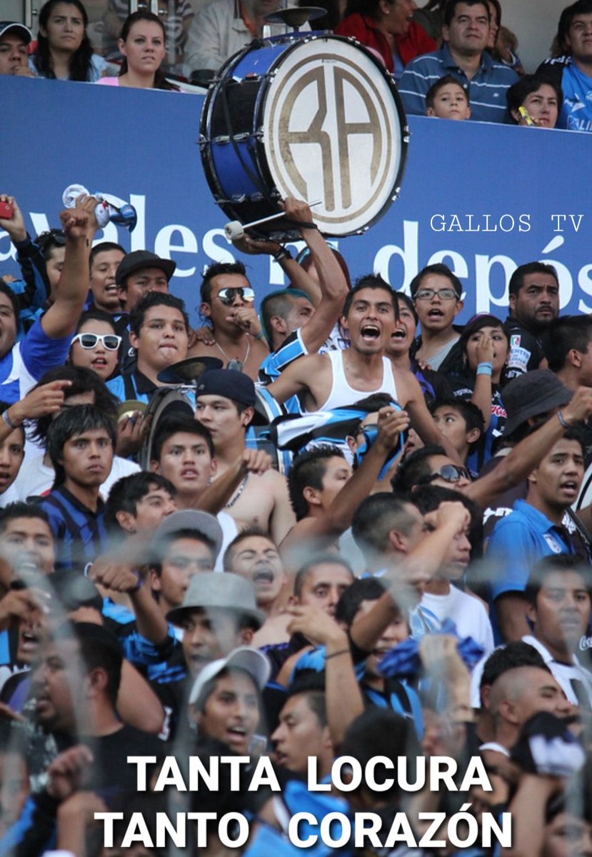 GallosTV tweet media