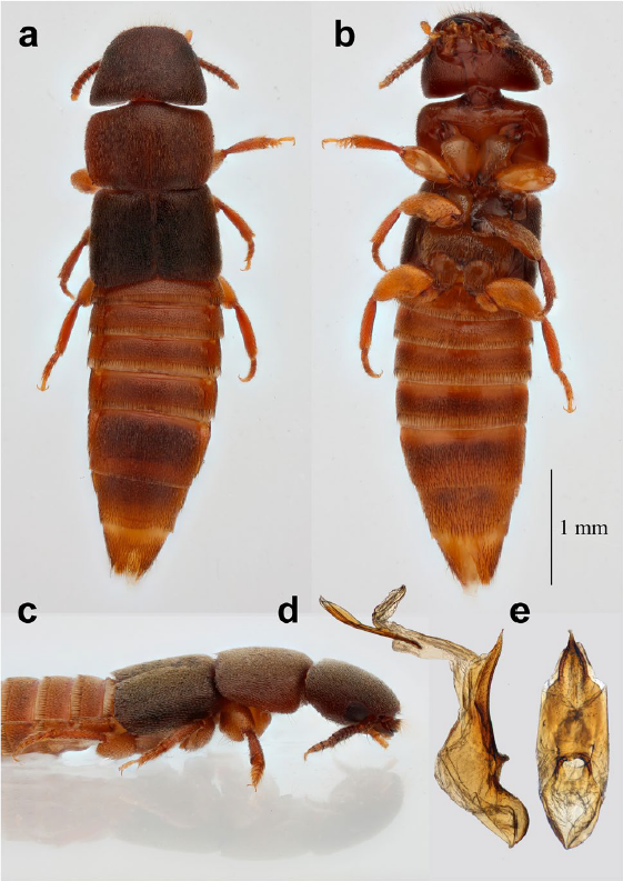 AmaliaBogri's tweet photo. We described a new genus of rove beetles, Ruptor 🐞It lives inside termite nests🙀 Molecular phylogenetic analysis confirmed its systematic classification 🧬 Read all about Ruptor and other termitophile Paederinae (open access) 👇👇👇 https://t.co/9XYTPZflHj