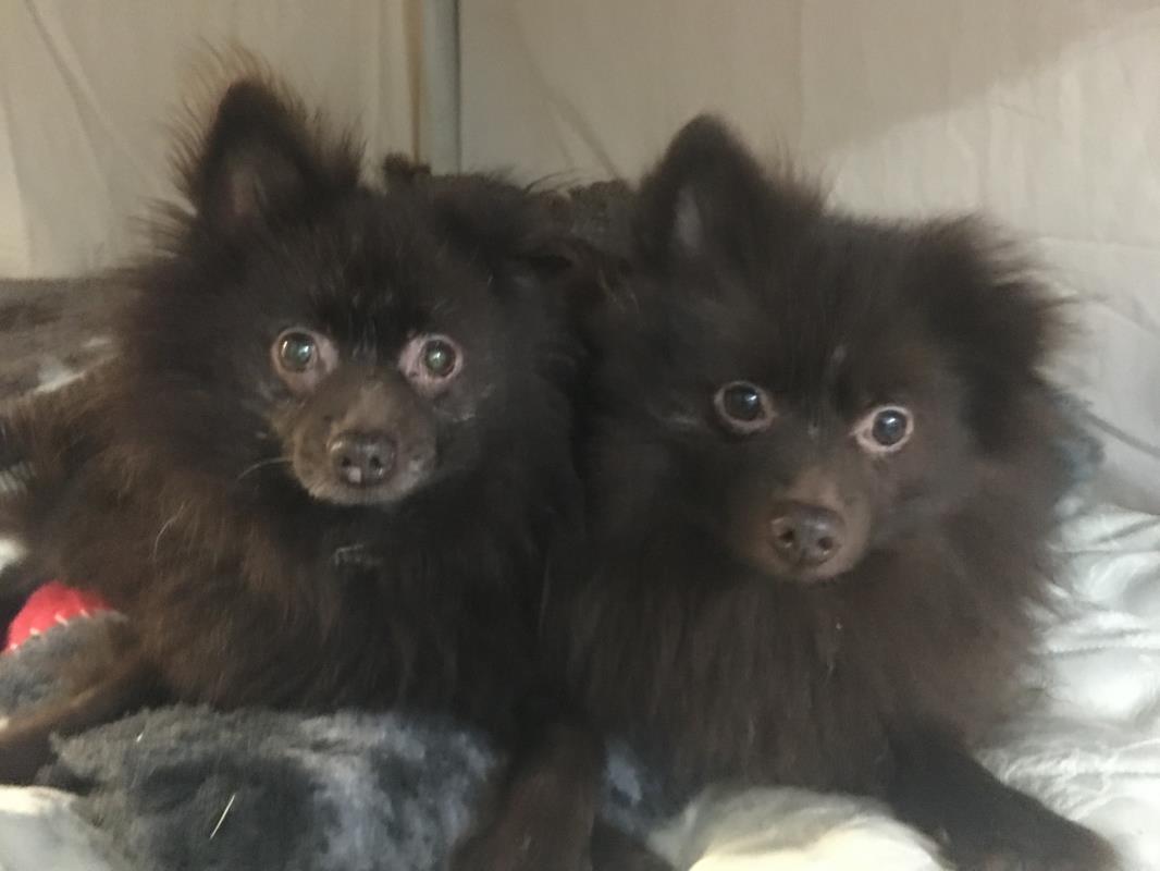 Please retweet to help Rusty and Yogi find a home together #WILTSHIRE #UK 

Bonded #Spitz Cross aged 4 and 5. They won't walk on a lead, need an enclosed garden and a patient, adult home. Please contact the shelter directly for full details or to APPLY
dogstrust.org.uk/rehoming/dogs/……