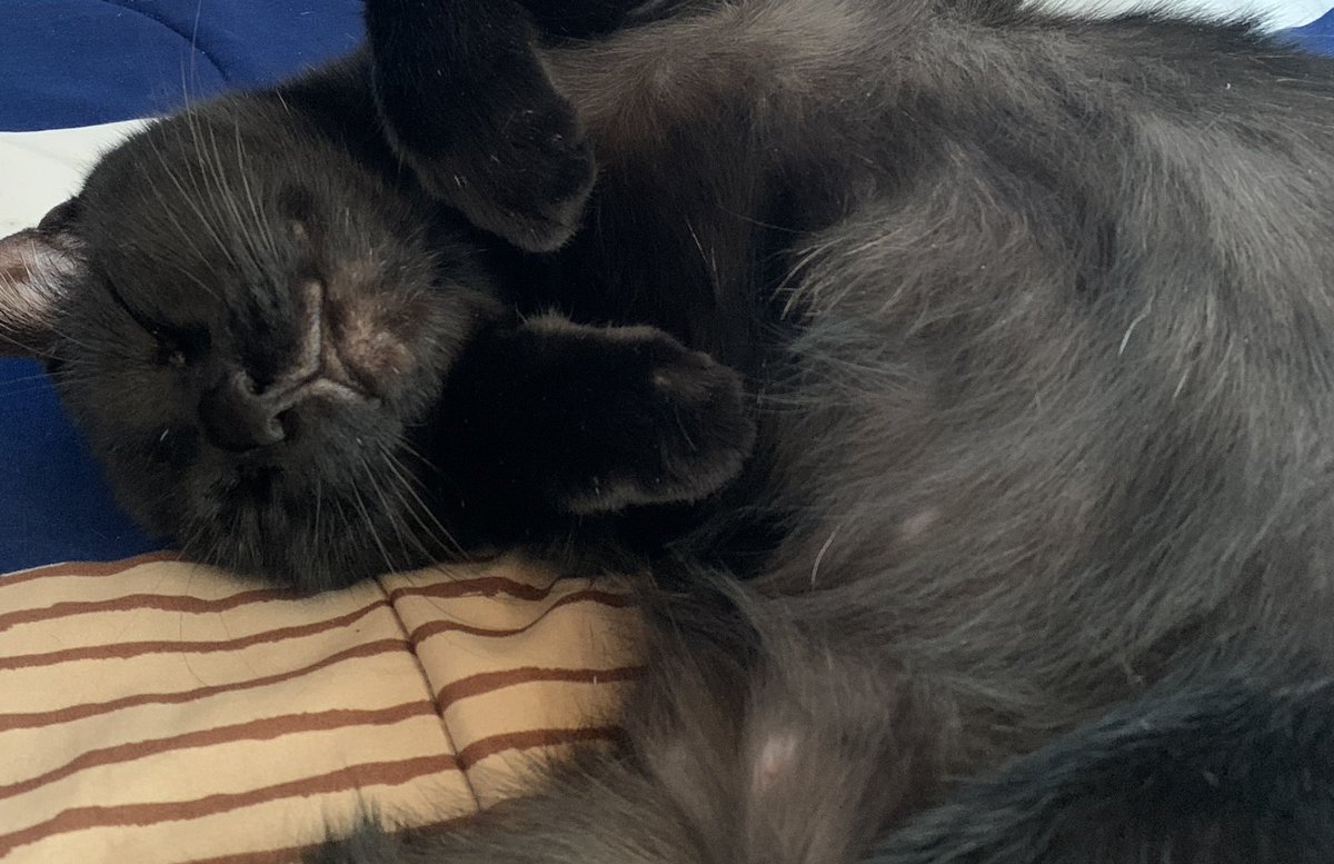 ThoughtsofcaCat's tweet image. me chillin on the weekends be like