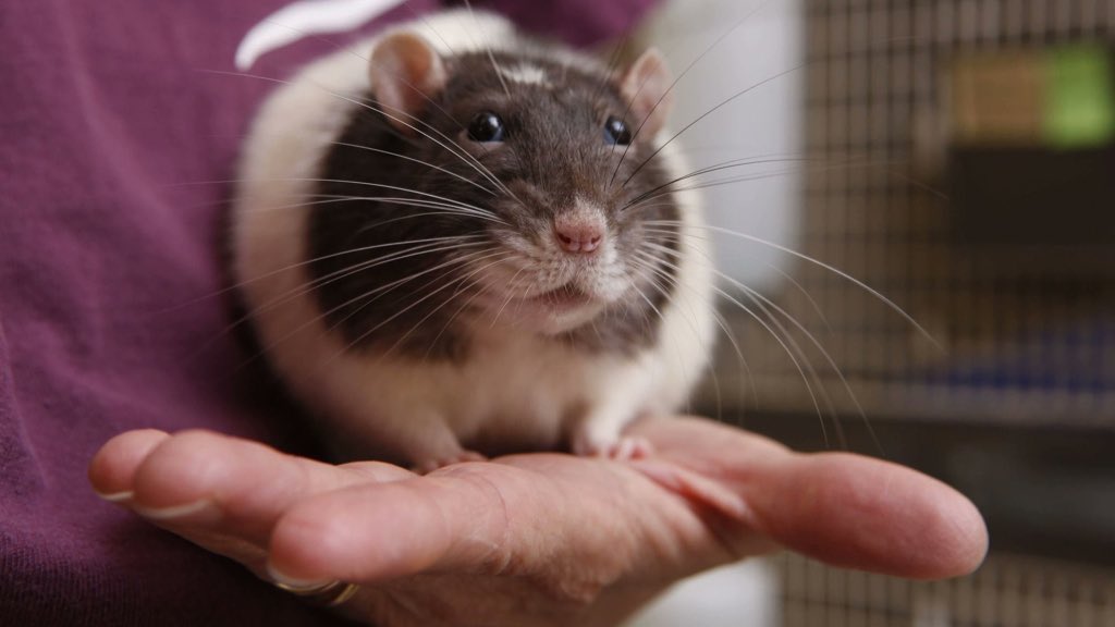 LegalizeRats's tweet photo. Rat Fact - The average rat is about the size of a rat. https://t.co/0G1vzp4Awq