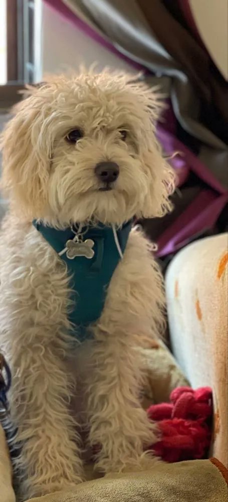 Les presentamos a Pipoca con su Pechera Front Range, esta le ayuda a tener paseos mas controlados, ademas que con su recorte reflejante hace que pueda tener mayor visibilidad por las noches.⚡️🐶🐾
Foto 📸: Lariza

Pechera Front Range como la de Pipoca: buff.ly/3kIRTJ5