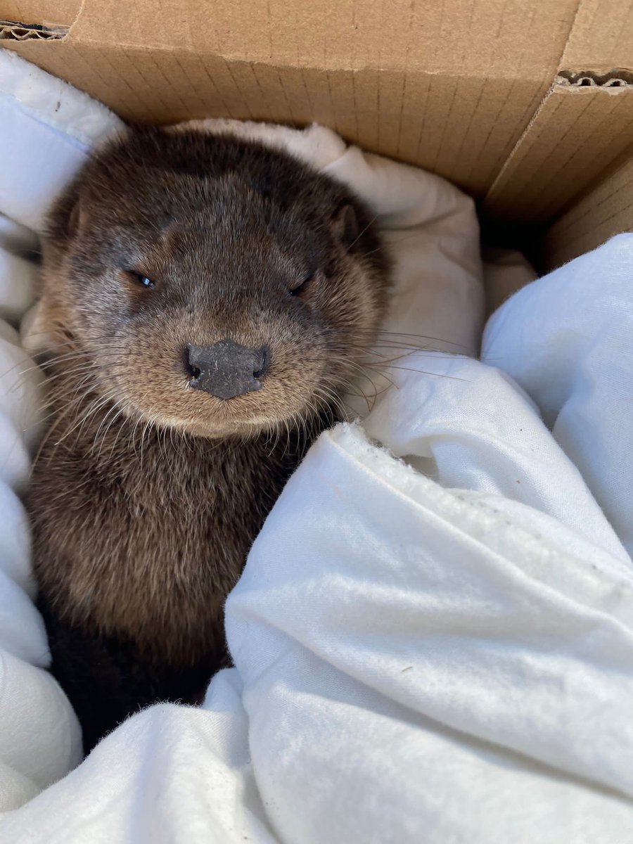 Laura Allison tweet media