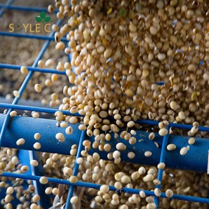 🔹 Maturity groups for your area
🔹 Competitive yields
🔹 Added value for culinary and livestock markets

Discover more about how SOYLEIC® can work on your farm: loom.ly/-0AgG-8