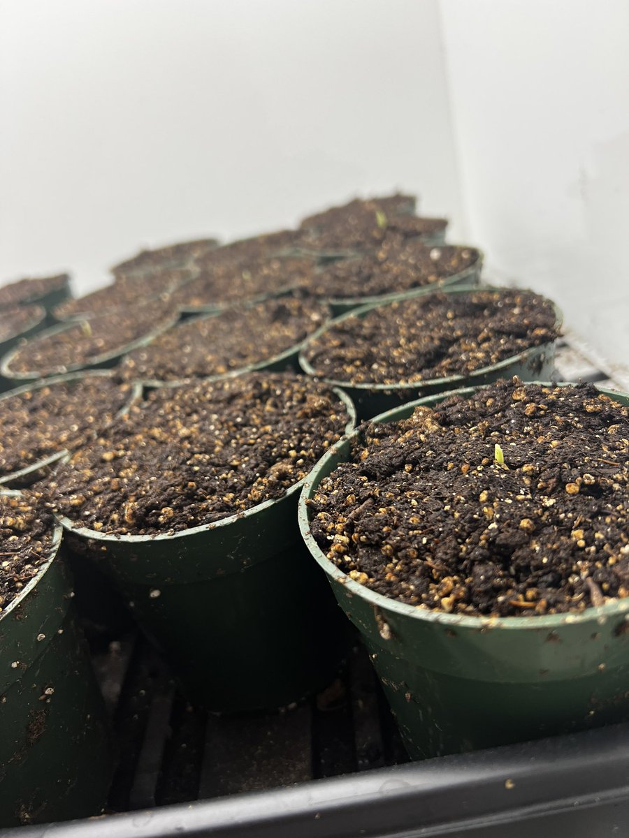 AfiqPlantPath's tweet photo. My budding corns. Grow well. Help me progress little ones. https://t.co/dEwdJlGKsy