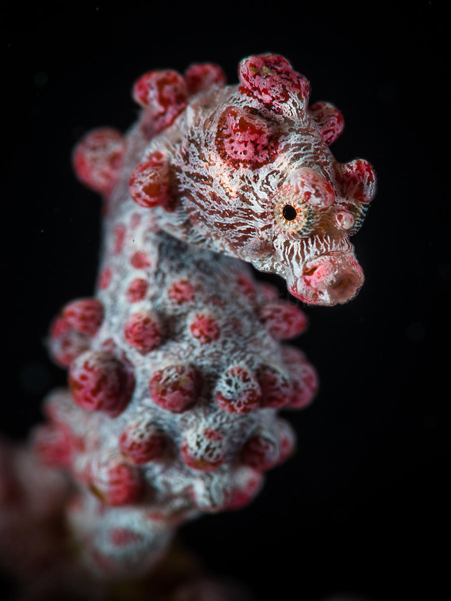 gabbysfishes's tweet photo. Today's fish is Bargibant's Seahorse (Hippocampus bargibanti)! They've evolved to live exclusively on fan corals and closely mimic the shape and color of the coral polyps. They can be red or yellow and may have color change abilities!
📸Greg Lecoeur, Richard Smith, orangkucing https://t.co/f7e7oIOVYu