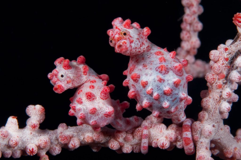gabbysfishes's tweet photo. Today's fish is Bargibant's Seahorse (Hippocampus bargibanti)! They've evolved to live exclusively on fan corals and closely mimic the shape and color of the coral polyps. They can be red or yellow and may have color change abilities!
📸Greg Lecoeur, Richard Smith, orangkucing https://t.co/f7e7oIOVYu