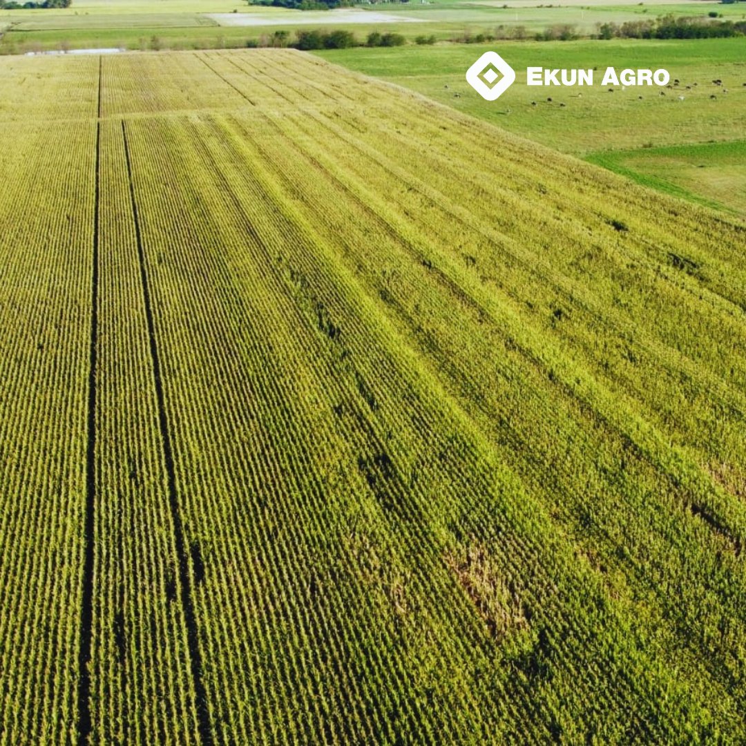 EkunAgroSRL's tweet photo. Estuvimos recorriendo el Ensayo FTN situado en la zona de📍Pehuajo, luego de la ola de calor de los últimos días, y pudimos constatar la estabilidad, sanidad y potencial de rendimiento de los distintos híbridos.
🌽
@DekalbArgentina no deja de sorprendernos! 🙌 https://t.co/3qy9OYnpOS