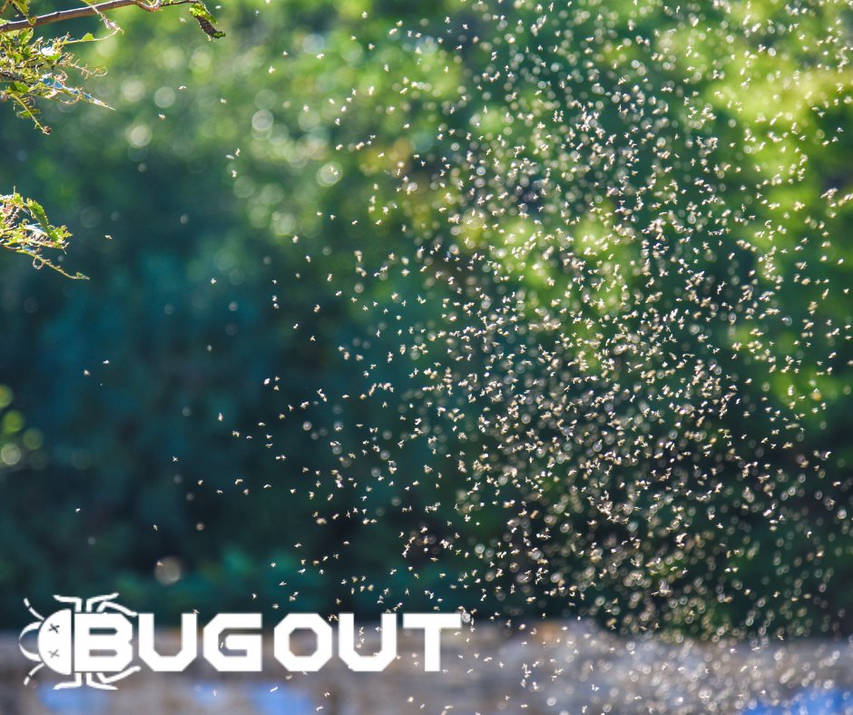 BugOut_Service's tweet image. “Ever wonder what 1 million mosquitoes looks like?” See below to find out!

Need mosquito control? Visit bugoutservice.com/mosquito-contr… NOW!

Article:
wfla.com/news/florida/p…