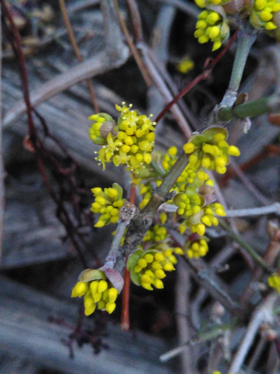 NatureSpotsApp's tweet photo. #Cornusmas #Plant observation by OSWR/Vali in a Garden #ecosystem 🌳🍄🦕 Visit the #Nature Spot: https://t.co/aKAJApqYdm 🦔🌻 Try out the new NatureSpotsApp on https://t.co/hwNqbFxUMt and start exploring nature together with friends! ★ #naturephotography #natur https://t.co/1HMBgnMLNO
