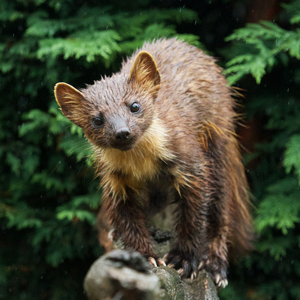 British Wildlife Centre tweet media