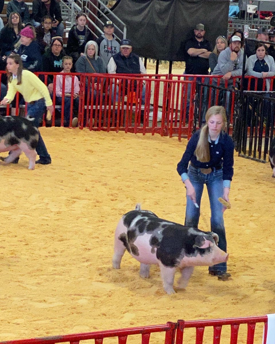 evhsffa's tweet photo. Congratulations to our gilt exhibitors on a successful show at the San Antonio Livestock Show last week! They all did a great job of showing! Elayna Alanis was able to place ninth in her class of spots!

@EastViewHS @LaToyaEaster1 @GeorgetownISD @CTEShrek https://t.co/gGqpurTkqW