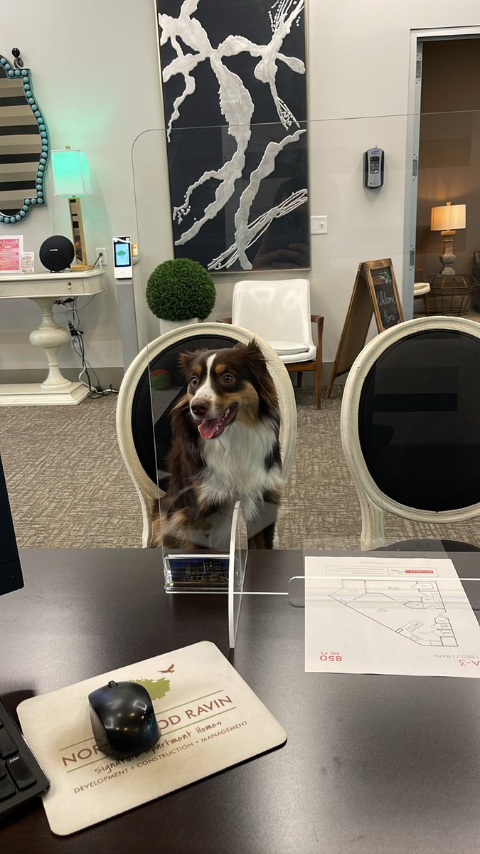 GalleriesParkLn's tweet photo. Looking for a paw-fect place to live?? Monty sure is! Be sure to come in check out our amazing pet friendly community that we have here at Galleries!!

#galleriesatparklane #thisisnwrliving #petfriendly #notallapartmentsarethesame https://t.co/iPmtw8VEO4