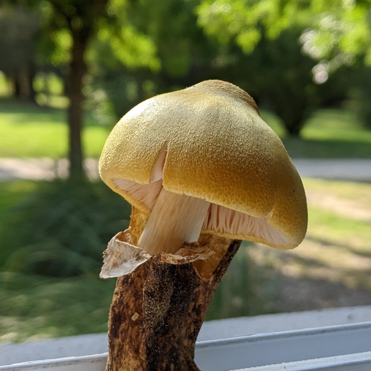 FungiAPM's tweet photo. 🥚Volvariella bombycina (Schaeff.) Singer 1951, contaminando cultivos de Pleurotus en Buenos Aires, Argentina.
Esta especie es comestible y extremadamente llamativa!!💣🔥 https://t.co/sOu3tOV8DZ