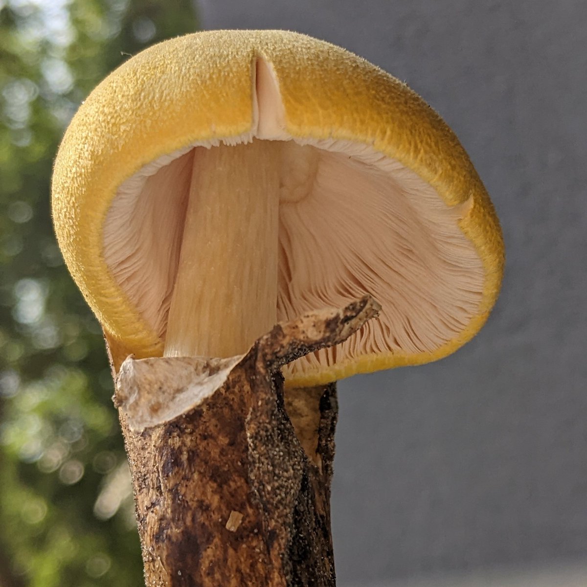FungiAPM's tweet photo. 🥚Volvariella bombycina (Schaeff.) Singer 1951, contaminando cultivos de Pleurotus en Buenos Aires, Argentina.
Esta especie es comestible y extremadamente llamativa!!💣🔥 https://t.co/sOu3tOV8DZ
