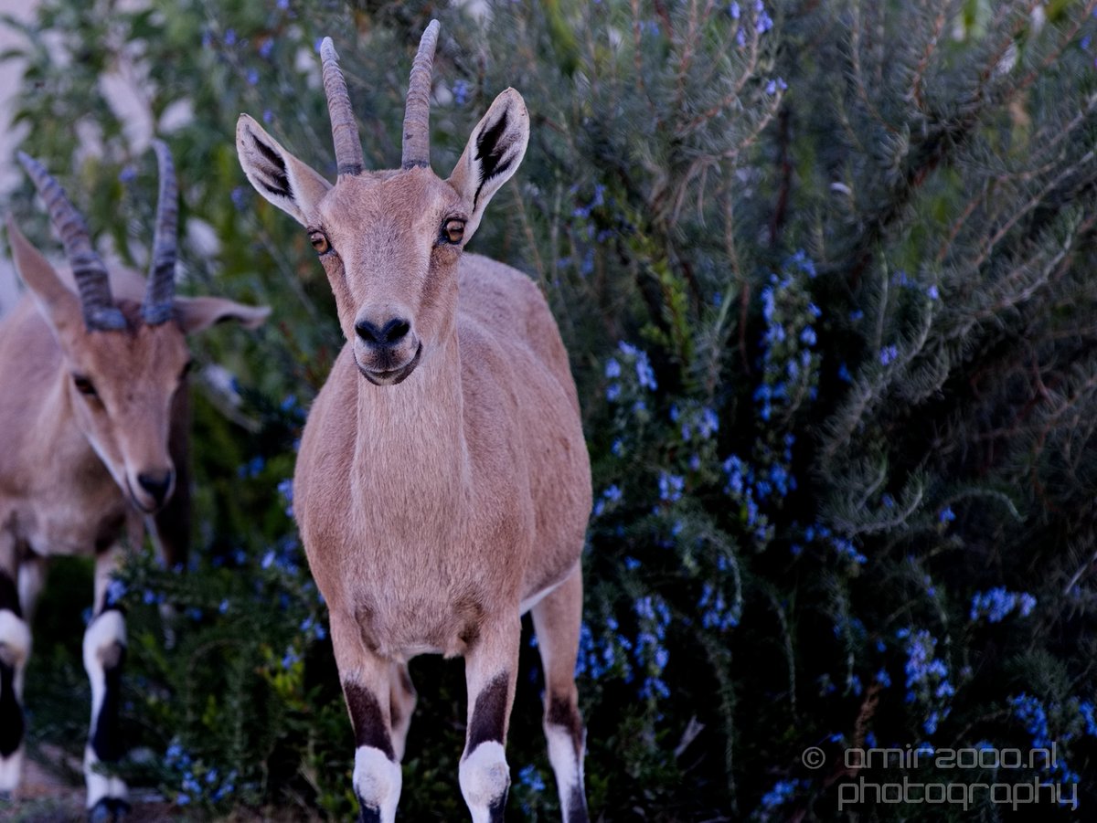 Nubian ibex desert-dwelling goat Sde-Boker, Negev - #ISRAEL #desert scenery #nubianibex #negevdesert  #nature #landscape #photo #animal  #photography #canon  #eos5DmarkIV #CanonStories 😎🇮🇱