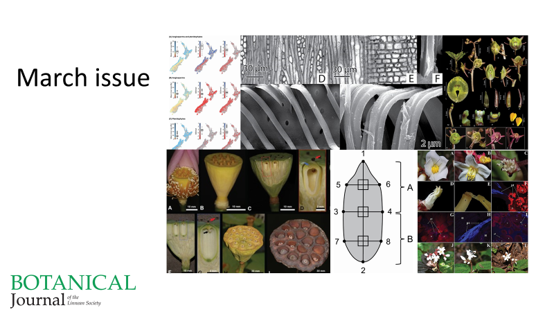 BotJLinnSoc's tweet photo. March issue @BotJLinnSoc: #PhylogeneticDiversity in #NewZealand, #WoodAnatomy (#Barnadesioideae #Asteraceae), #phylogenetics (#Crepidium #Orchidaceae), #development (#fruits #Nelumbo, #Pinguicula #seeds and #pollination (#Bertolonia #Melastomataceae). https://t.co/bAMVxrbliv https://t.co/UHGy2PksIL