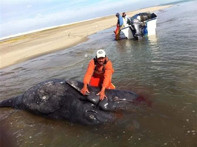 metropolimxbcs's tweet photo. #LaFotodelDia| Una ballena gris siamesa nació en la Laguna Ojo de Liebre, Baja California Sur.
Los ballenatos fallecieron, pero el excepcional hermanamiento, despertó interés en científicos mexicanos.
.
.
.
#Ballena #Siamesa #OjodeLiebre #BCS https://t.co/YFjWDVXNBw