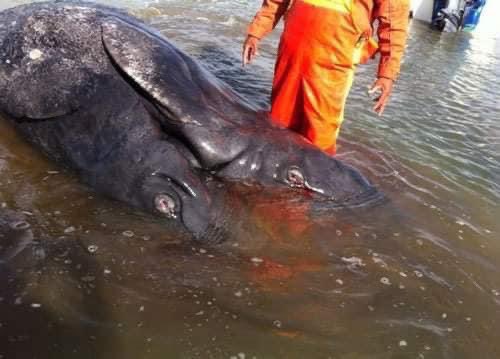 metropolimxbcs's tweet photo. #LaFotodelDia| Una ballena gris siamesa nació en la Laguna Ojo de Liebre, Baja California Sur.
Los ballenatos fallecieron, pero el excepcional hermanamiento, despertó interés en científicos mexicanos.
.
.
.
#Ballena #Siamesa #OjodeLiebre #BCS https://t.co/YFjWDVXNBw