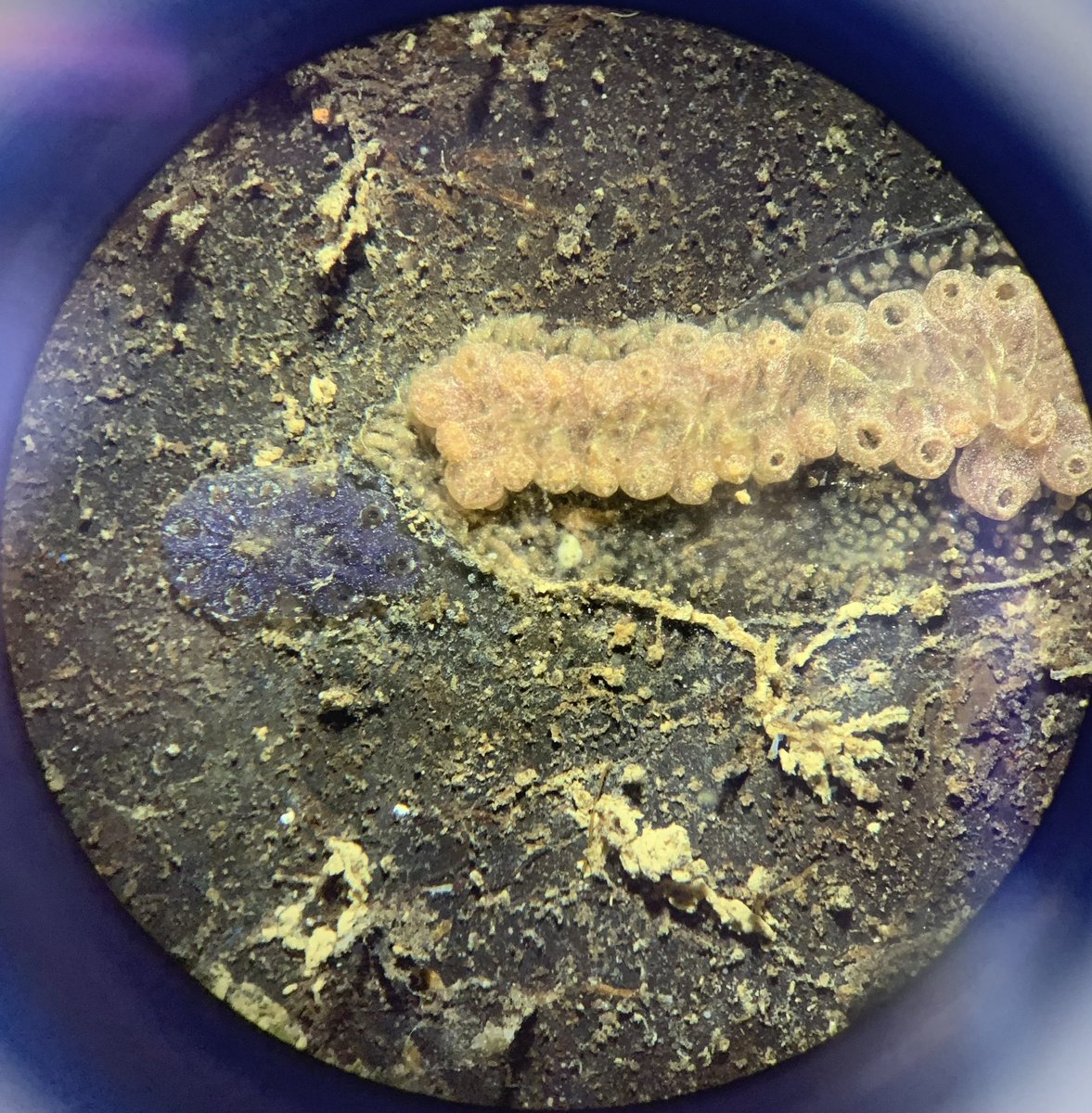 Wilson_SarahJ's tweet photo. Today’s Marine Biology biofouling practical was really interesting! Identified so many beautiful species #University #Marine #Biofouling #Liverpool #Albertdock #Botrylloides #Microscopy #Ecology https://t.co/JmLRlpXuUW