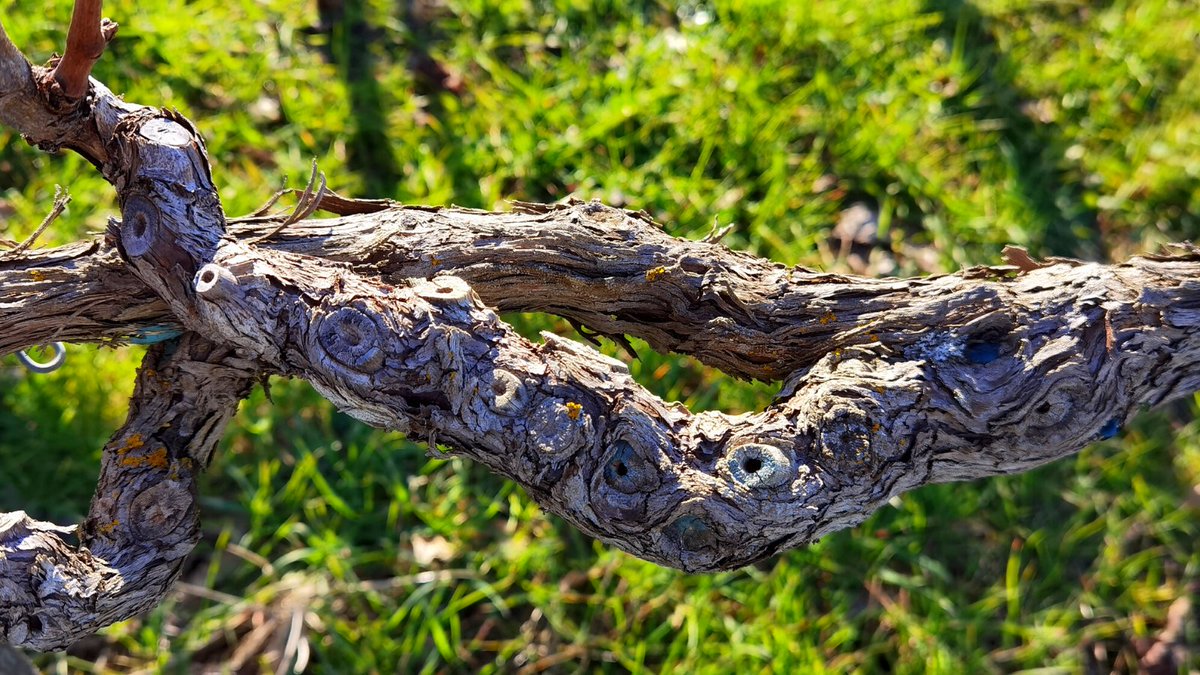 Super #sperone che segna 18 anni di primavera nella vite !!

#wineinnovation #inventions #sangiovesenelcuore #roccapesta #winelover #italywine #maremma #tuscany #scansano #sangiovese #winetravel #wineproducersoftheworld #wine #instawine #vino #winesofitaly #morellino