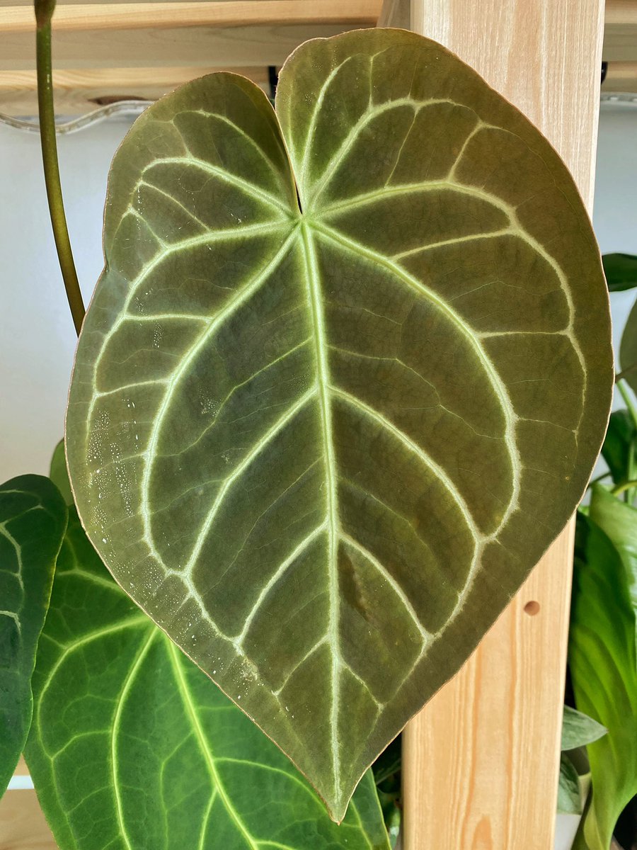 Anthurium Magnificum new leaf 😊