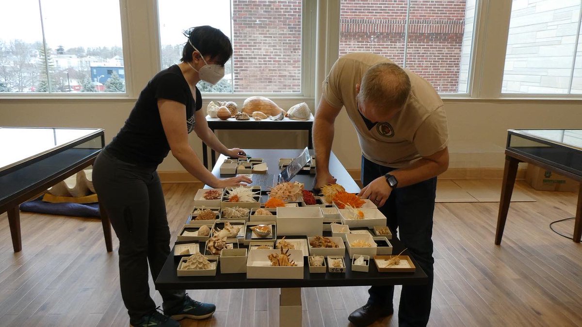 IUCollects's tweet photo. We aren’t selling them by the seashore, but we have seashells! 🐚
Come & check out our most recent exhibit install featuring the Stotter collection of shells from the @iupaleo collection.
#iucollects #seashells #mccalla #ctrec #paleontology #iupaleo #stotter #collection https://t.co/pt8Ph062wA